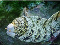Don't mind me I'm just passing thru! Snowflake morey eel ... by Michele Jarvis 